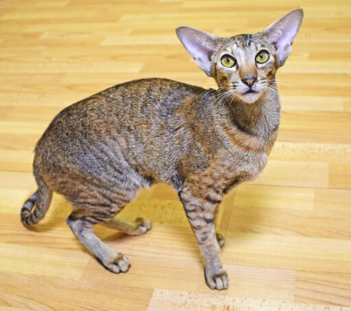 Oriental tabby on a wooden floor looking up