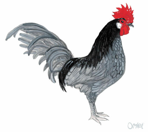 A beautiful painting of a male Andalusian bantam