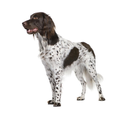 Small Munsterlander Dogs Dog Breeds
