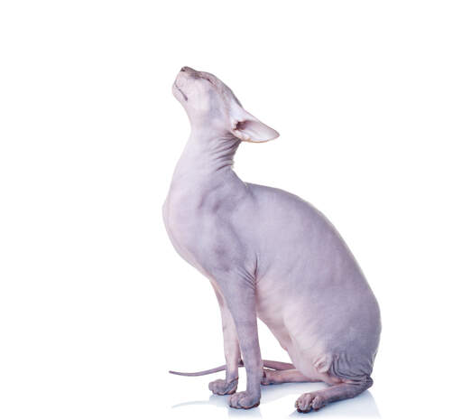 a donskoy cat stretching back its head