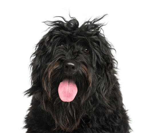 The loyal face of a Portuguese Water Dog with a scruffy hair do