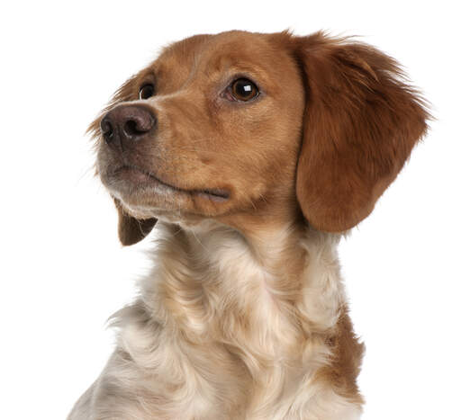 A close up of a Brittany puppy's long ears and pointed nose