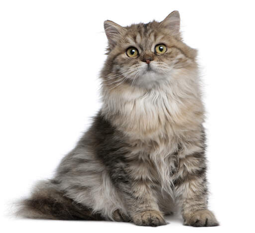 British Longhair Cats | Cat Breeds