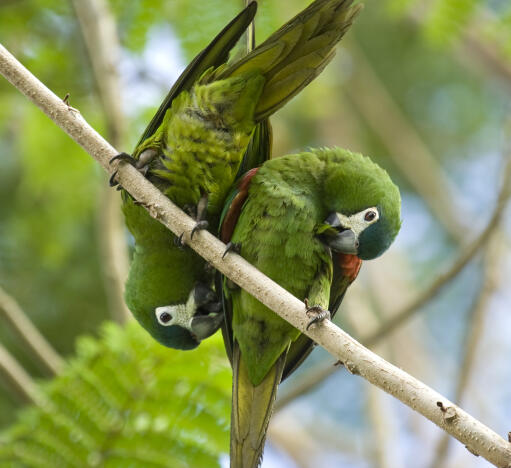 Two Red Shouldered Macaws perched together on a branch