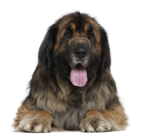 A close of of a Leonberger's thick soft coat and giant tongue