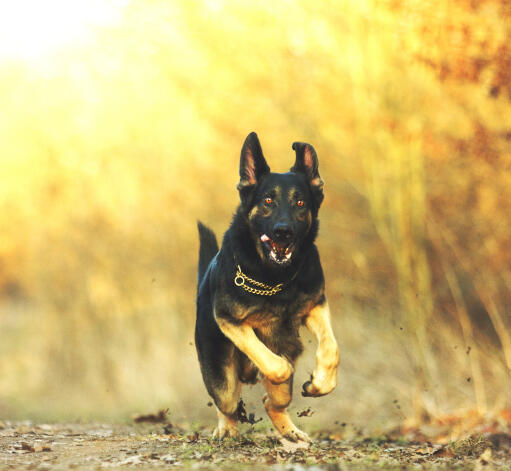 A healthy German Shepherd bounding throught the mud at full pace