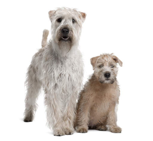 An incredible adult Soft Coated Wheaten Terrier standing over it's puppy