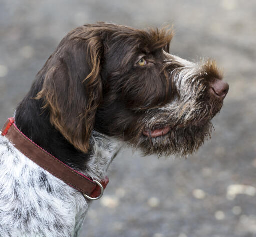 Pointer with sale beard
