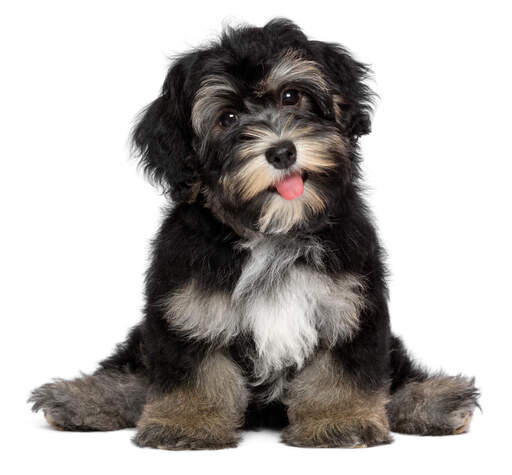 Havanese Dogs | Dog Breeds Havanese Dogs | Dog Breeds