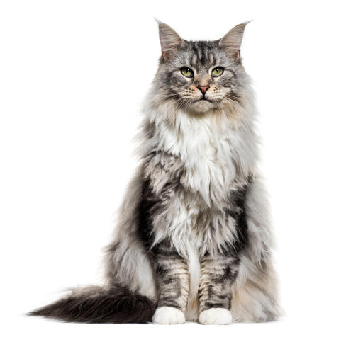 beautiful Maine Coon cat sitting against a white background