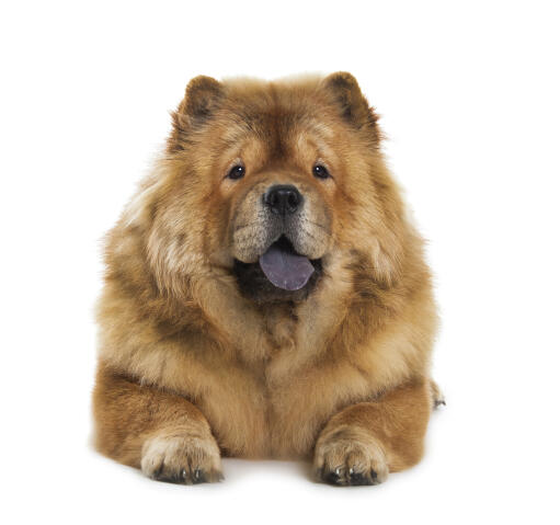 English chow chow store