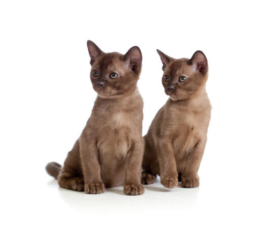 two gorgeous chocolate burmese kittens sitting together