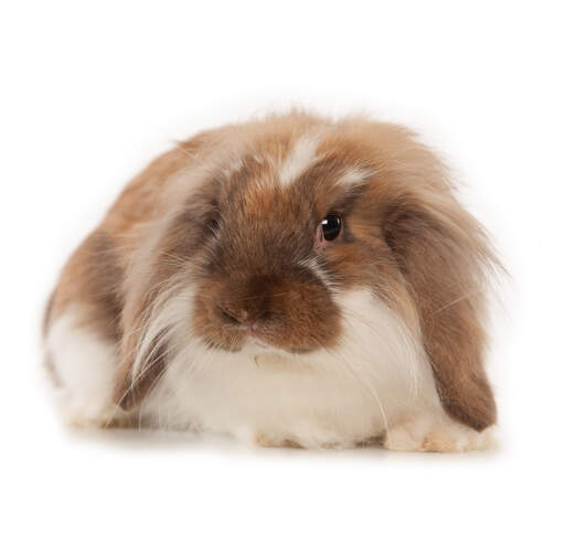 The wonderful little face of a young Angora rabbit