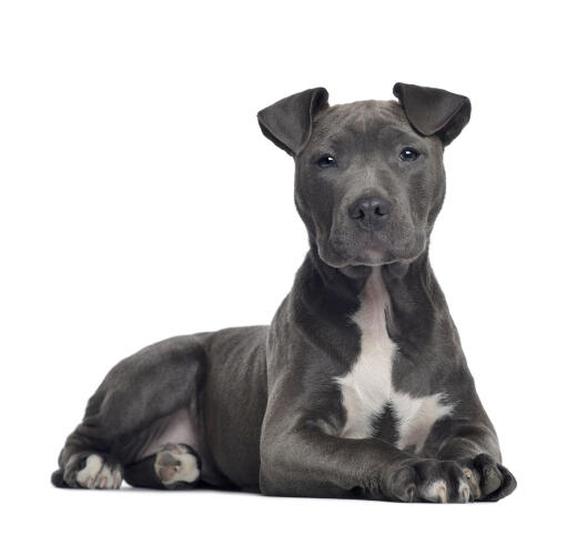 American staffordshire outlet bull terrier