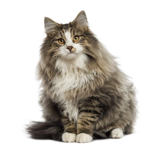 Norwegian forest hotsell cat matted fur
