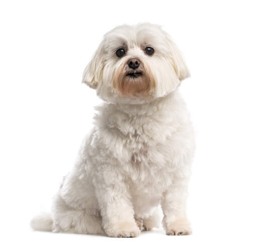 A gorgeous little Shih Tzu, showing off it's beautifully groomed coat