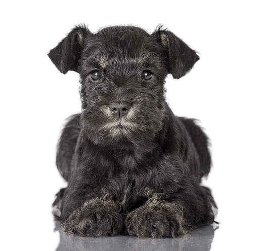 A lovely little Miniature Schnauzer puppy laying very neatly, paws together