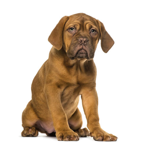 Dog sales de bor