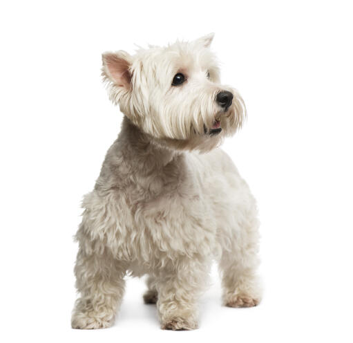 A healthy, young adult West Highland Terrier standing tall, showing off its lovely groomed coat