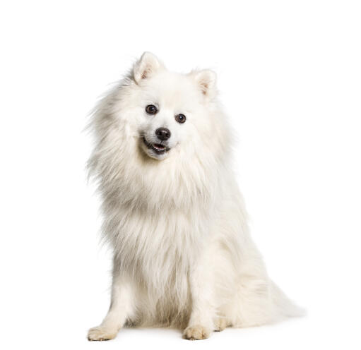 Japanese-Spitz-White-Background