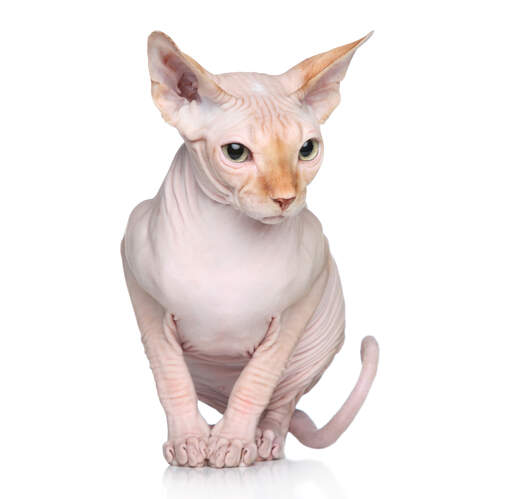 A Sphynx cat with ginger soft down on its nose and ears