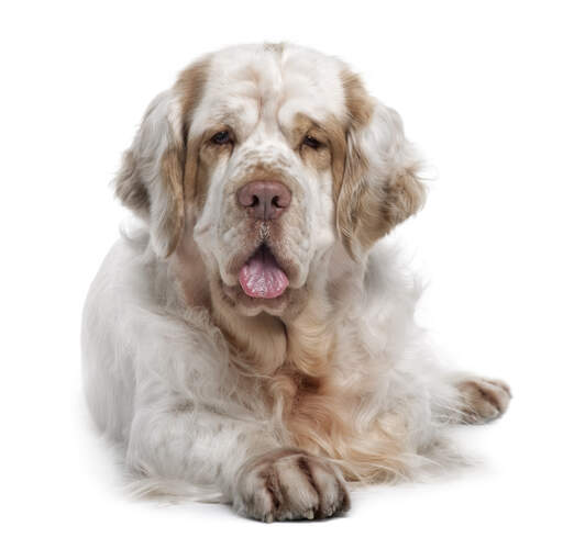 An adult Clumber Spaniel with a beautifully soft, white and brown coat