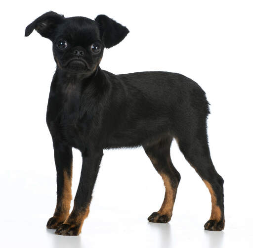 A young, black Brussels Griffon stood tall with beautiful brown socks