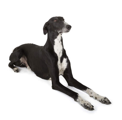 Black and sales white greyhound dog