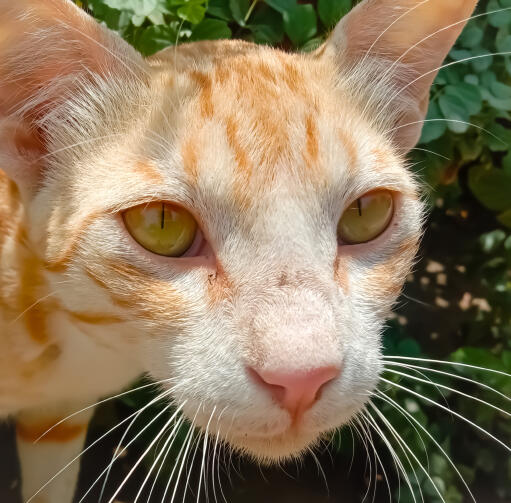 Close up of ginger Arabian Mau cats face