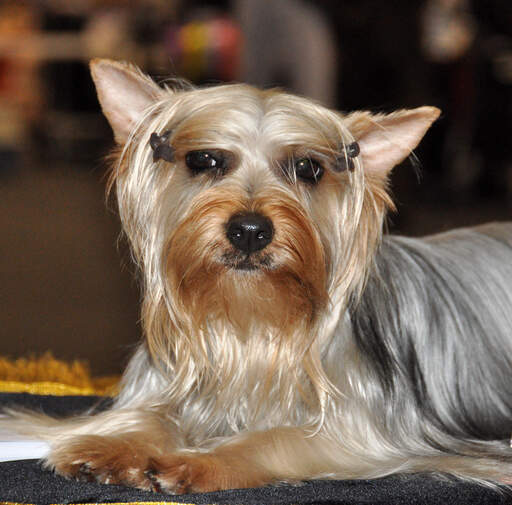 Short haired outlet silky terrier