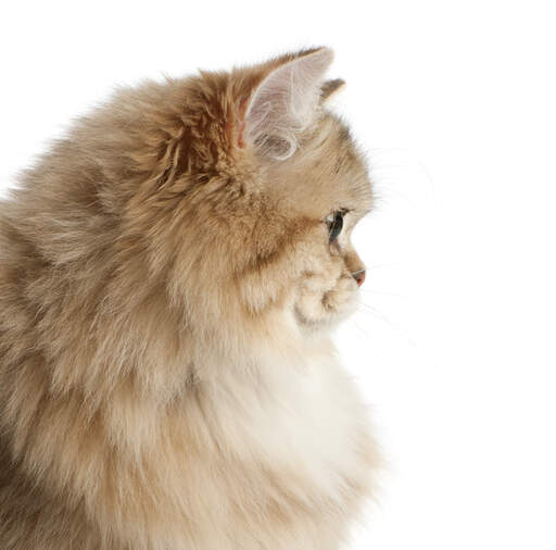 A profile view of a british longhair with a mane of hair