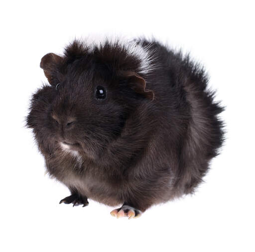 Rosette guinea hotsell pig for sale