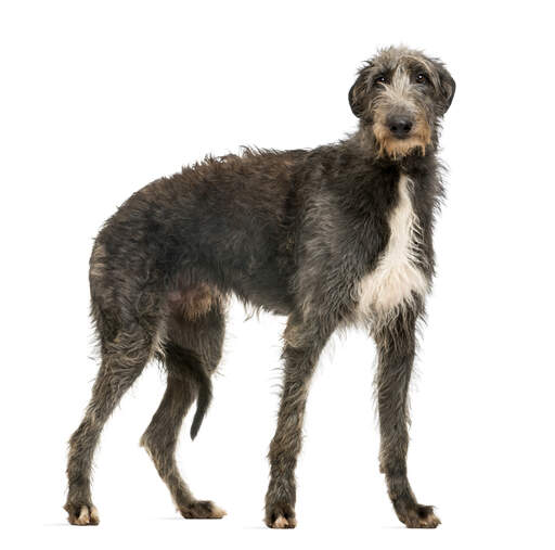 A gorgeous, young Scottish Deerhound with a thick, healthy coat