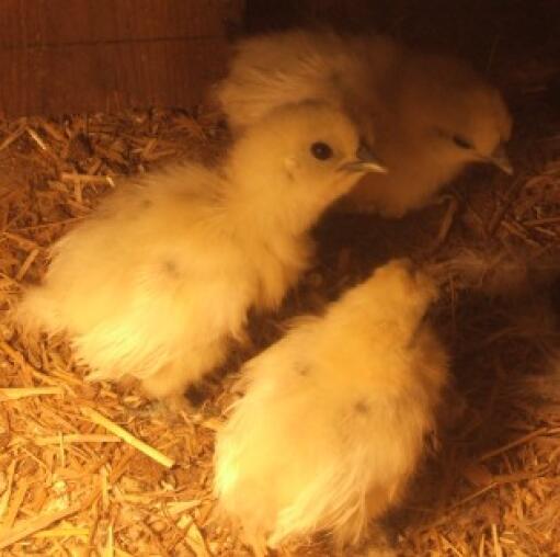 Silkie Chickens