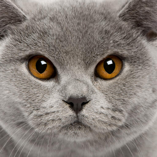 German short hair cat discount