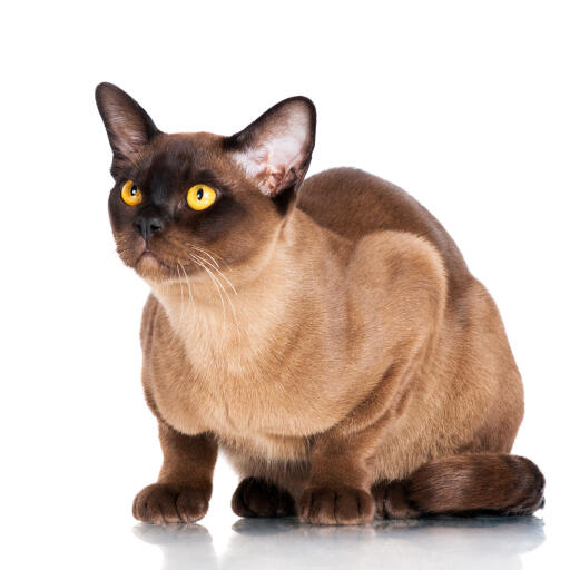 A chocolate burmese cat ready to pounce