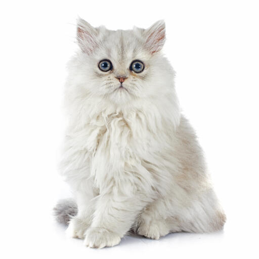 A lovely Persian Chinchilla Kitten
