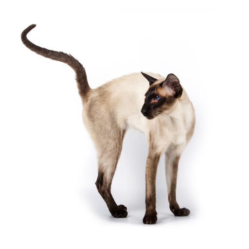 A svelte Siamese cat with light tortie points