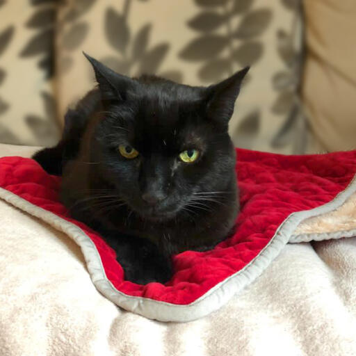 Black cat sitting on luxury cat christmas blanket