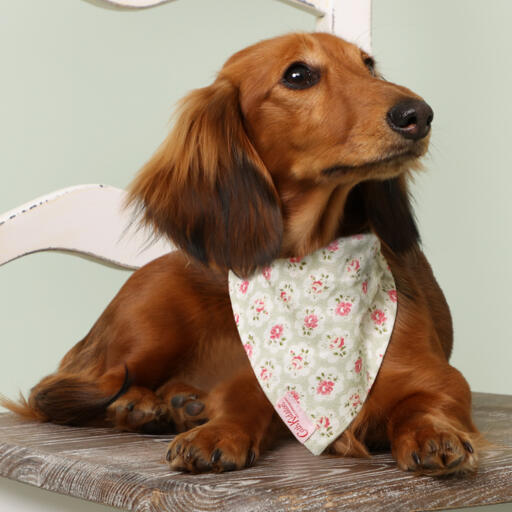 dog sat on a chair in a floral printed cath kidston bandana