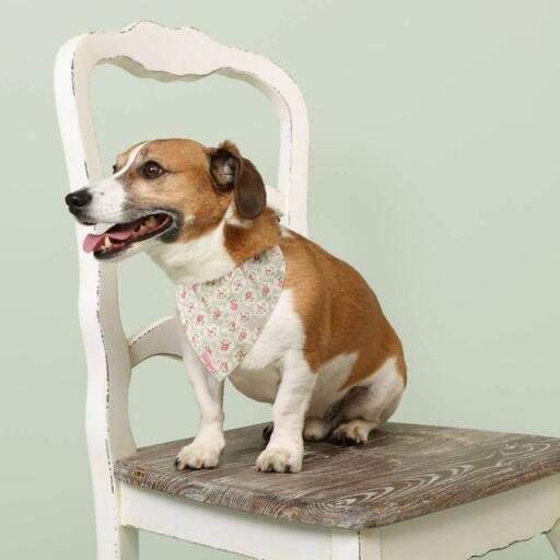 a dog with a cath kidston floral bandana on sat on a chair