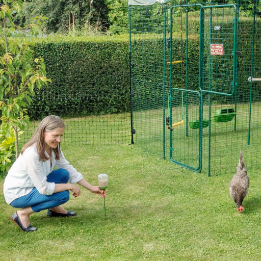 A women giving chickens treats.