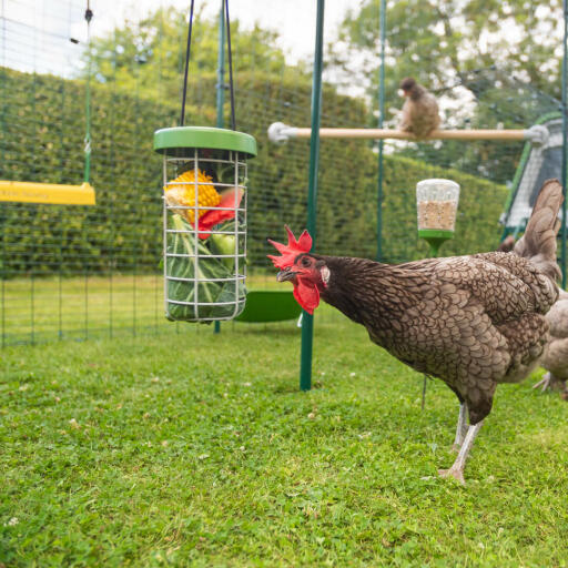 a brown chicken eating from a hanging treat caddy