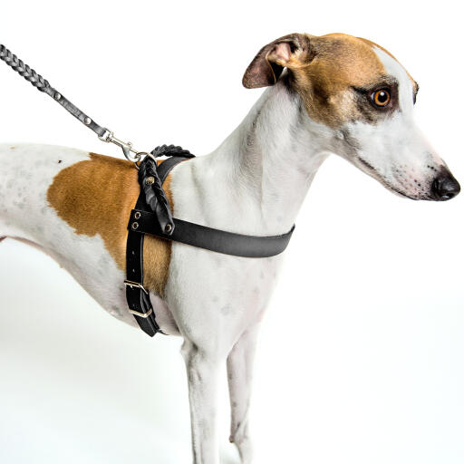 Leather dog harness and leash 2025