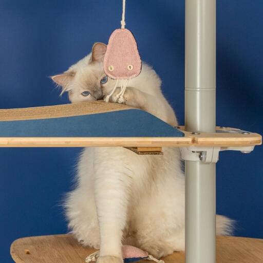 Cute White Fluffy Cat playing with Jellyfish Toy on the Omlet Floor to Ceiling Cat Tree