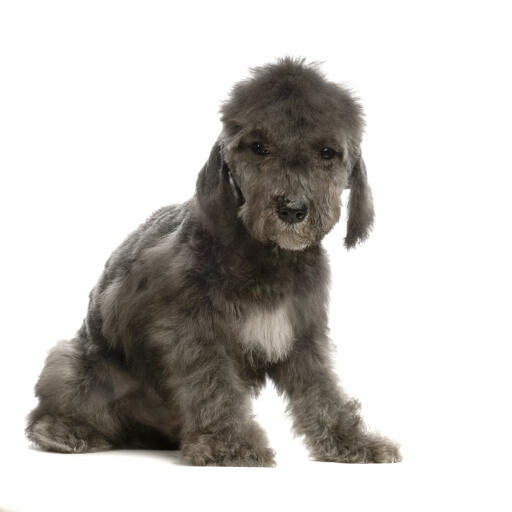 Bedlington best sale x patterdale