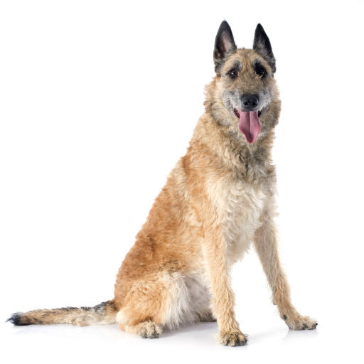 A lovely Belgian Shepherd Dog (Laekenois) sitting down