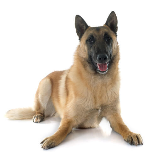 Belgian malamute on sale shepherd