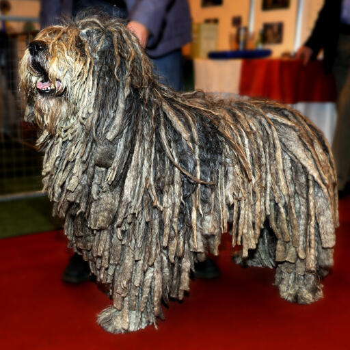 A fantastic looking bergamasco