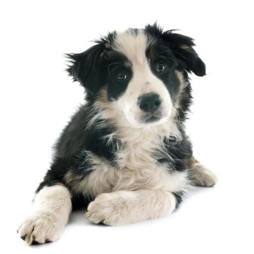 A health maturing Border Collie puppy